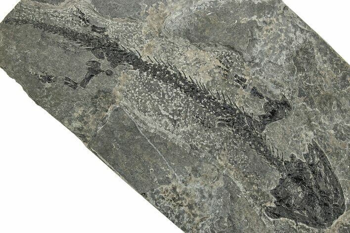 Early Permian Reptiliomorph (Discosauriscus) - Czech Republic #318017